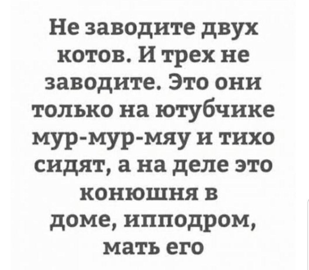Не заводите двух котов И трех не заводите Это они только на ютубчике мур мур мяу и тихо сидят а на деле это конюшня в доме ипподром мать его