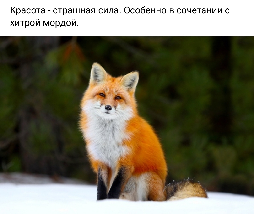 Красота страшная сила Особенно в сочетании с хитрой мордои