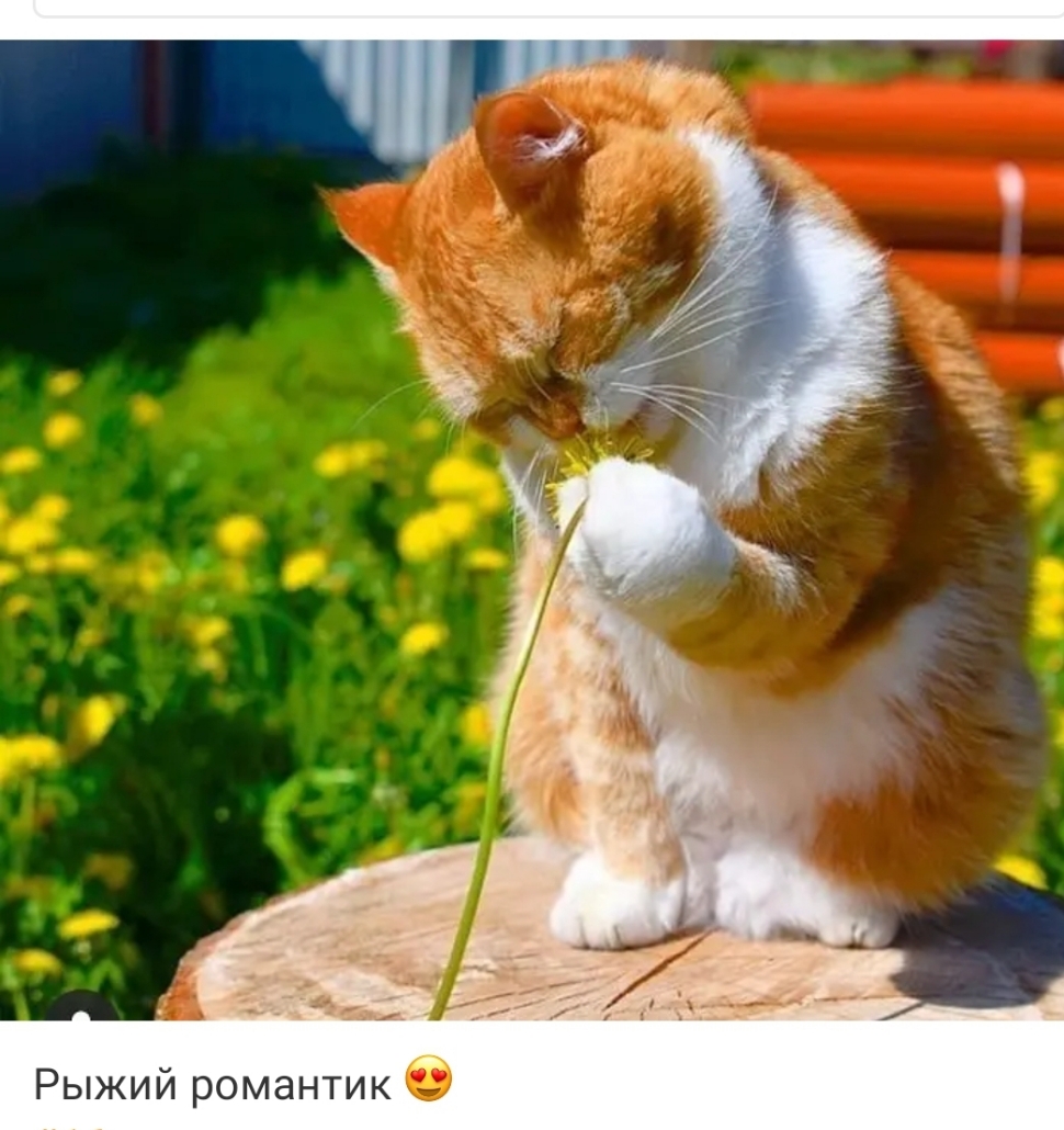 Рыжий романтик