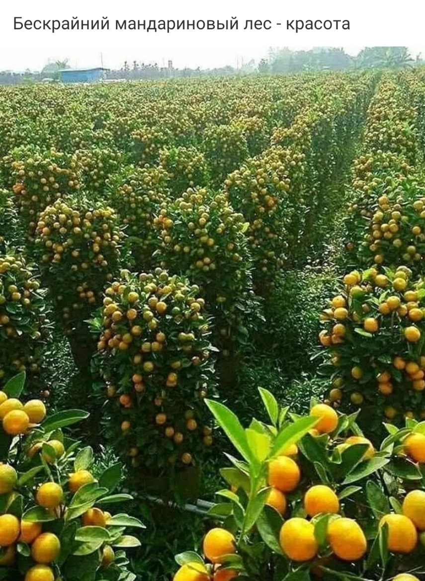 Бескрайний мандариновый красота