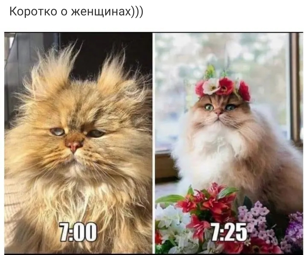 Коротко о женщинах