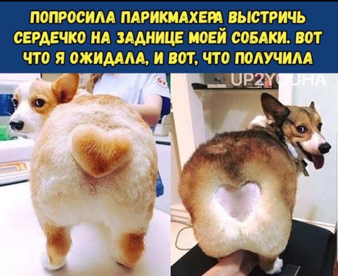 ПОПРОСИАА ПАРИКМАХЕМ ВЫСТРИЧЬ СЕРДЕЧКО НА ЗАДНИЦЕ МОЕМ СОБАКИ ВОТ ЧТО Я ОЖИМАА И ВОТ ЧТО ПОАУЧИАА _
