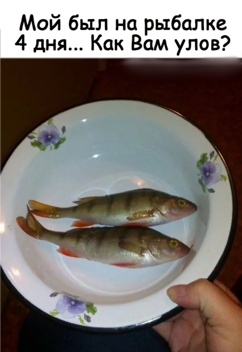 Мой был на рыбалке 4 дня Как Вам улов