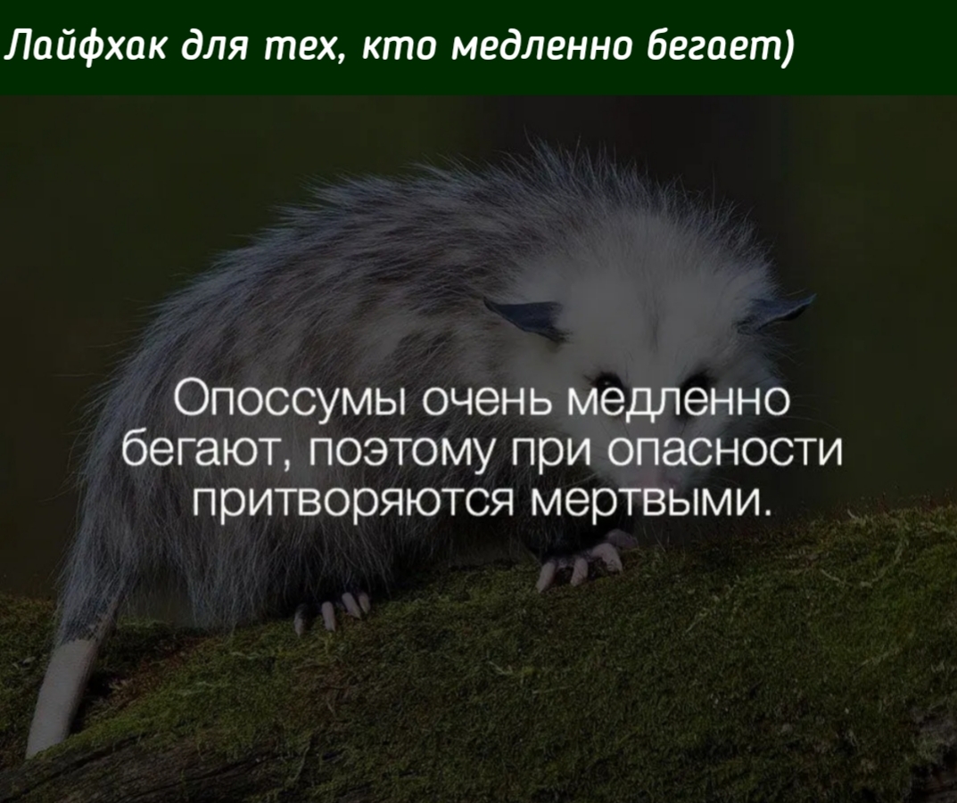 Лайфхак для тех кто медленно бегает Опоссумы очень медленно бегают поэтому при опасности притворяются мертвыми