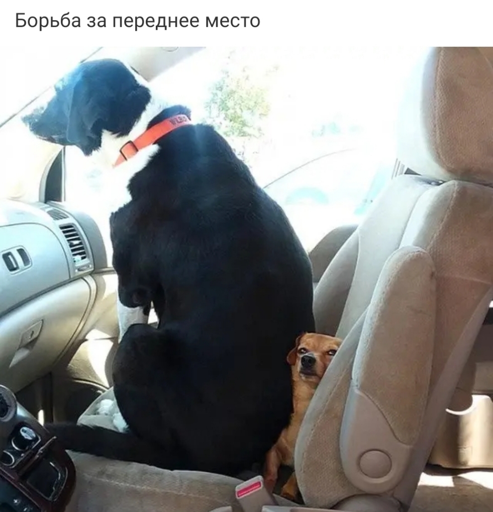 Борьба за переднее место