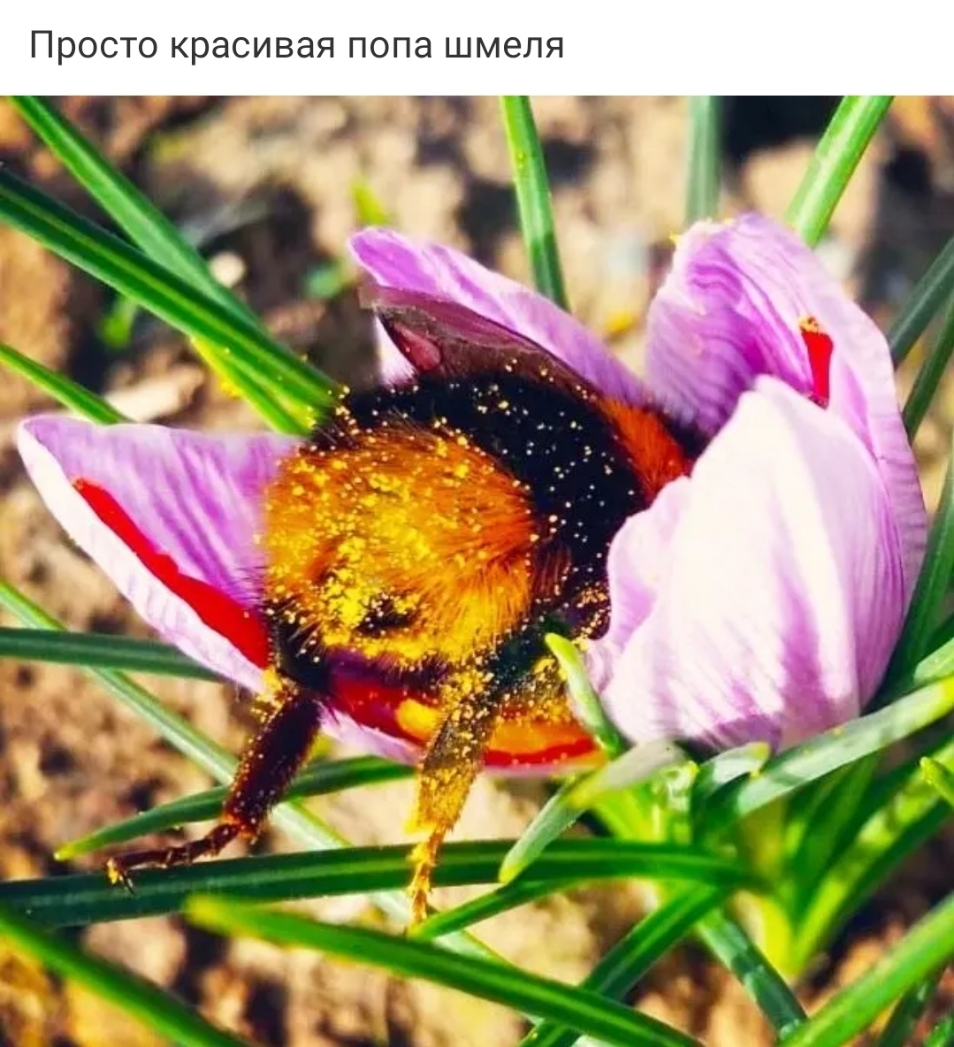 Просто красивая попа шмепя