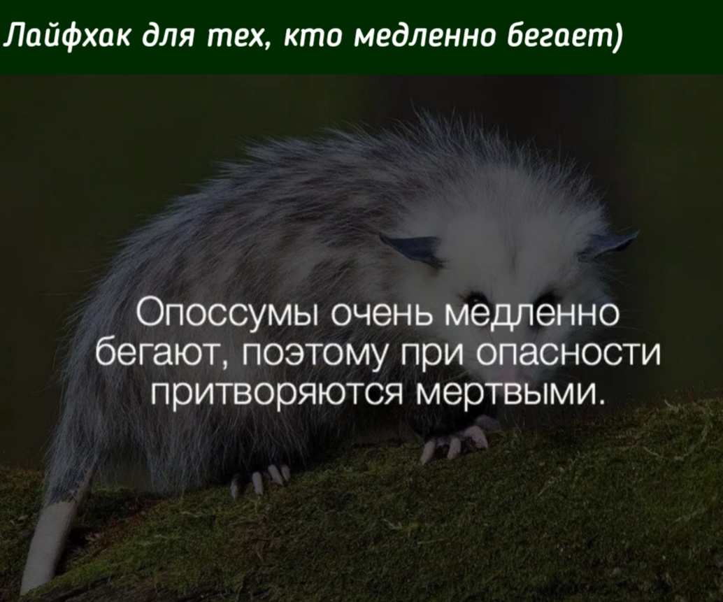 Лайфхак для тех кто медленно бегает Опоссумы очень медленно бегают поэтому при опасности притворяются мертвыми