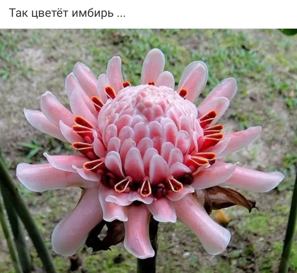 Так цветёт имбирь