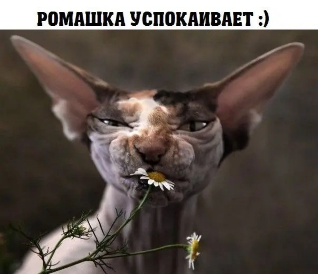 ромпшкд УСПОКАИВАЕТ
