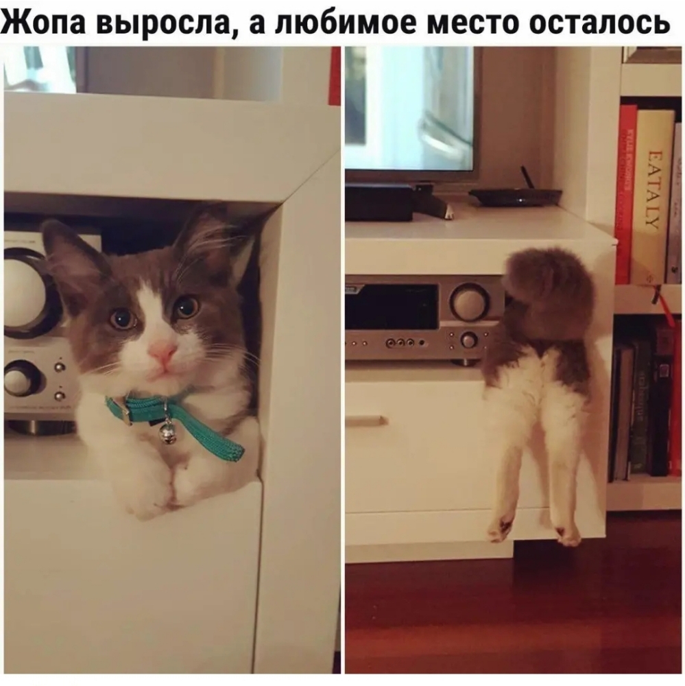 Жопа выросла а любимое место осталось і