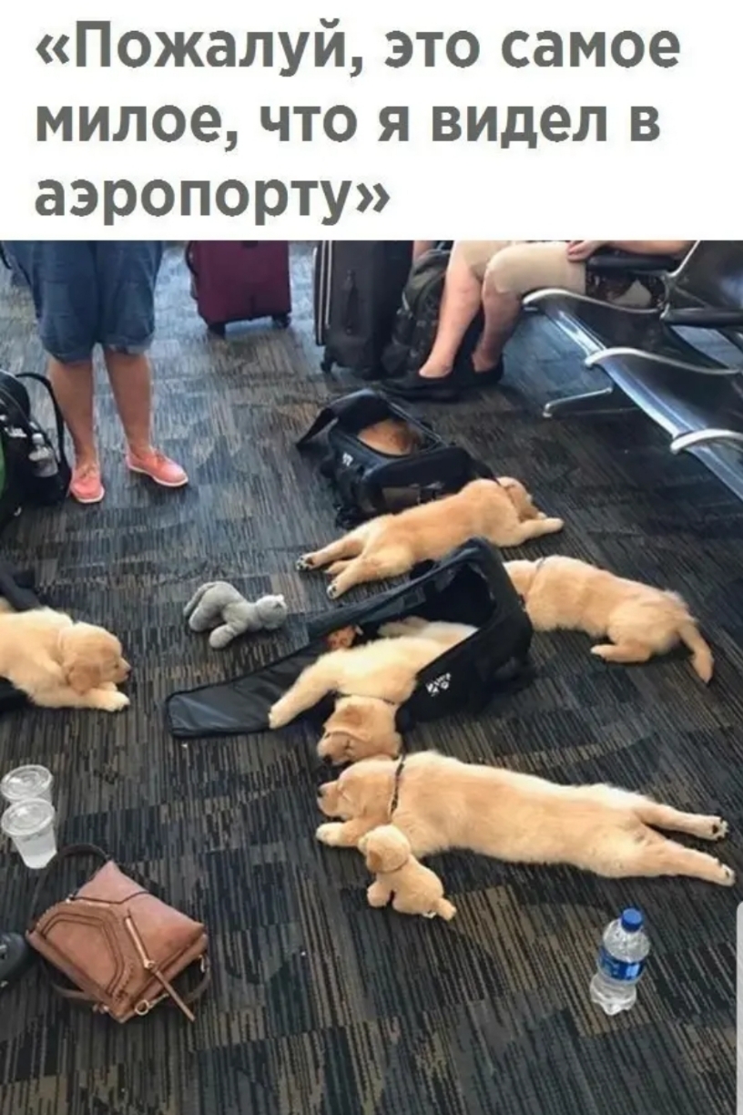Пожалуй это самое милое что я видел в аэропорту