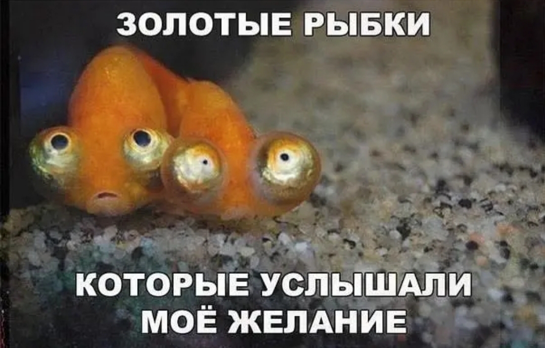 ЗОЛОТЫЕ РЫБКИ 9 _ _ _ __ За г _ и _ Ч КОТОРЫЕ УСПЫШАЛИ МОЁ ЖЕЛАНИЕ