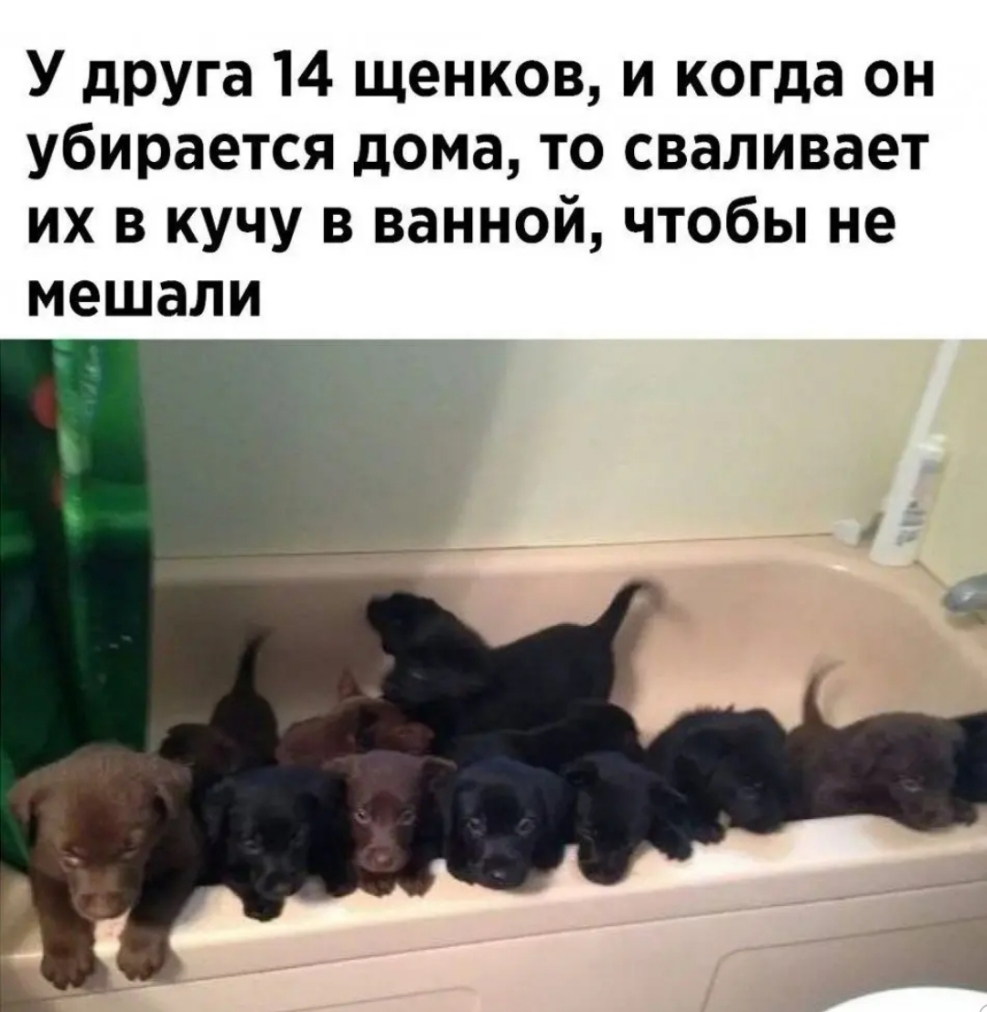 У друга 14 щенков и когда он убирается дома то сваливает их в кучу в ванной чтобы не мешали