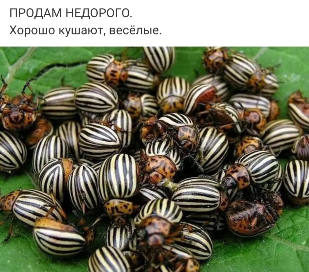 ю Ь Л 6 С В Т Ю 3 Ш У К 0 Ш 0 р 0 Х ПРОДАМ НЕДОРОГО