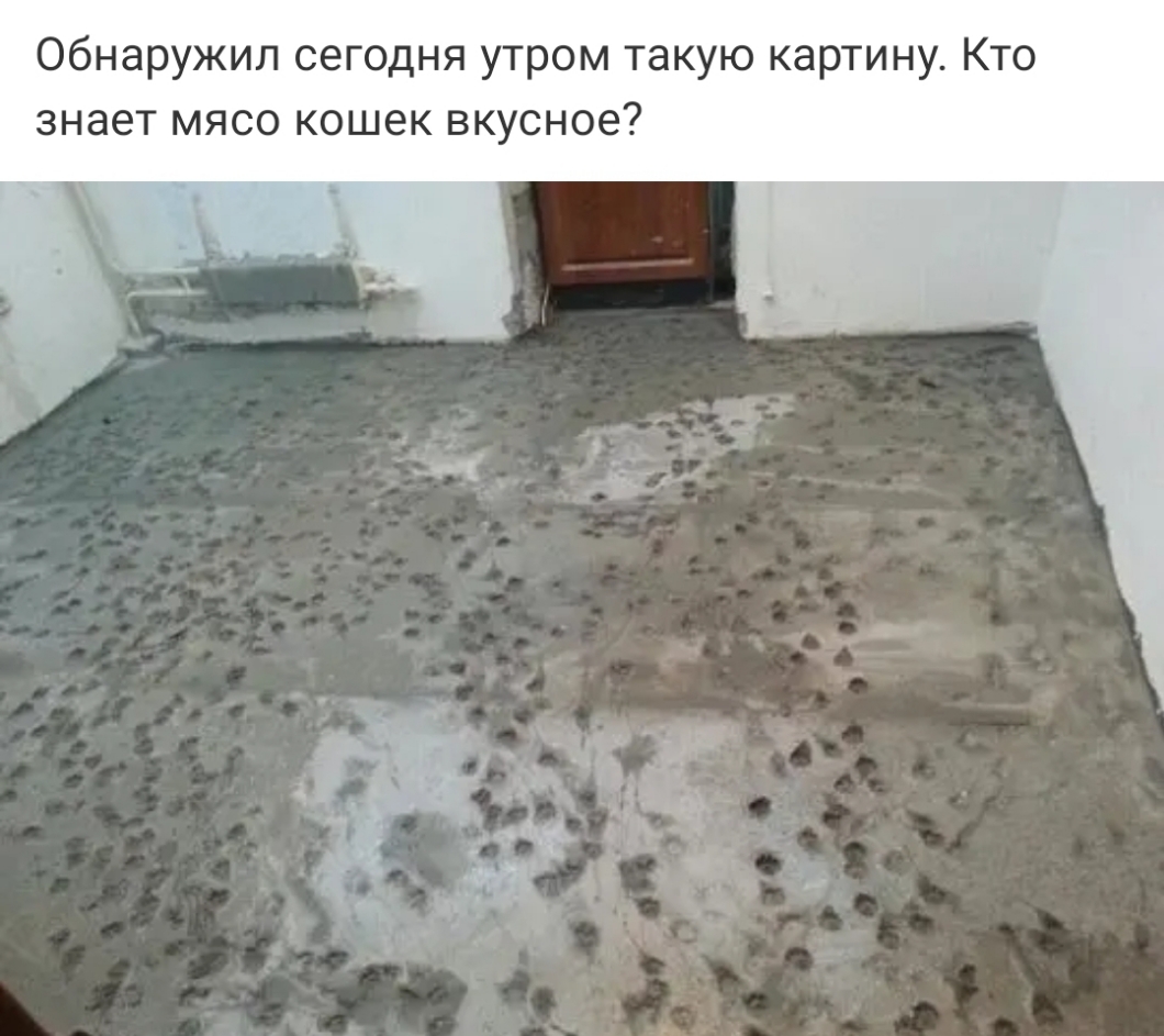 Обнаружил сегодня утром такую картину Кто знает мясо кошек вкусное
