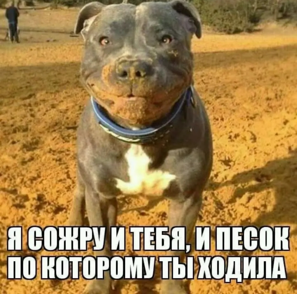 и вашим и папам пгс он по которому ты ходгипд