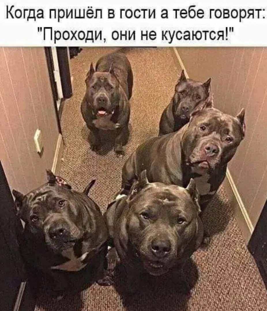 Когда пришёл в гости а тебе говорят Проходи они не кусаются _ _ Ёты 4 Ж у і