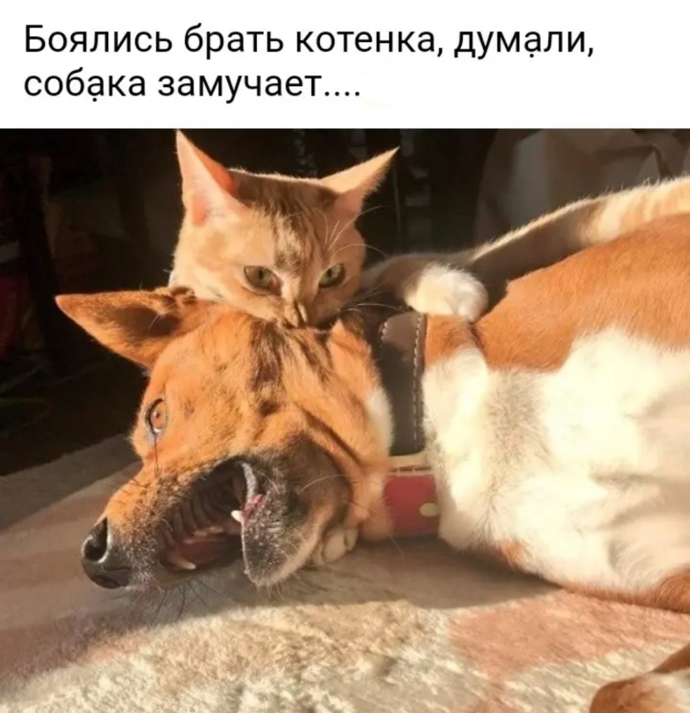 Боялись брать котенка думали собака замучает