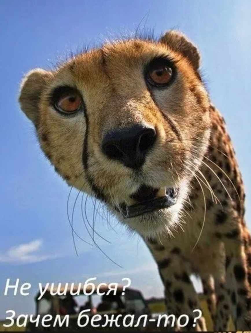 Удивление смешное