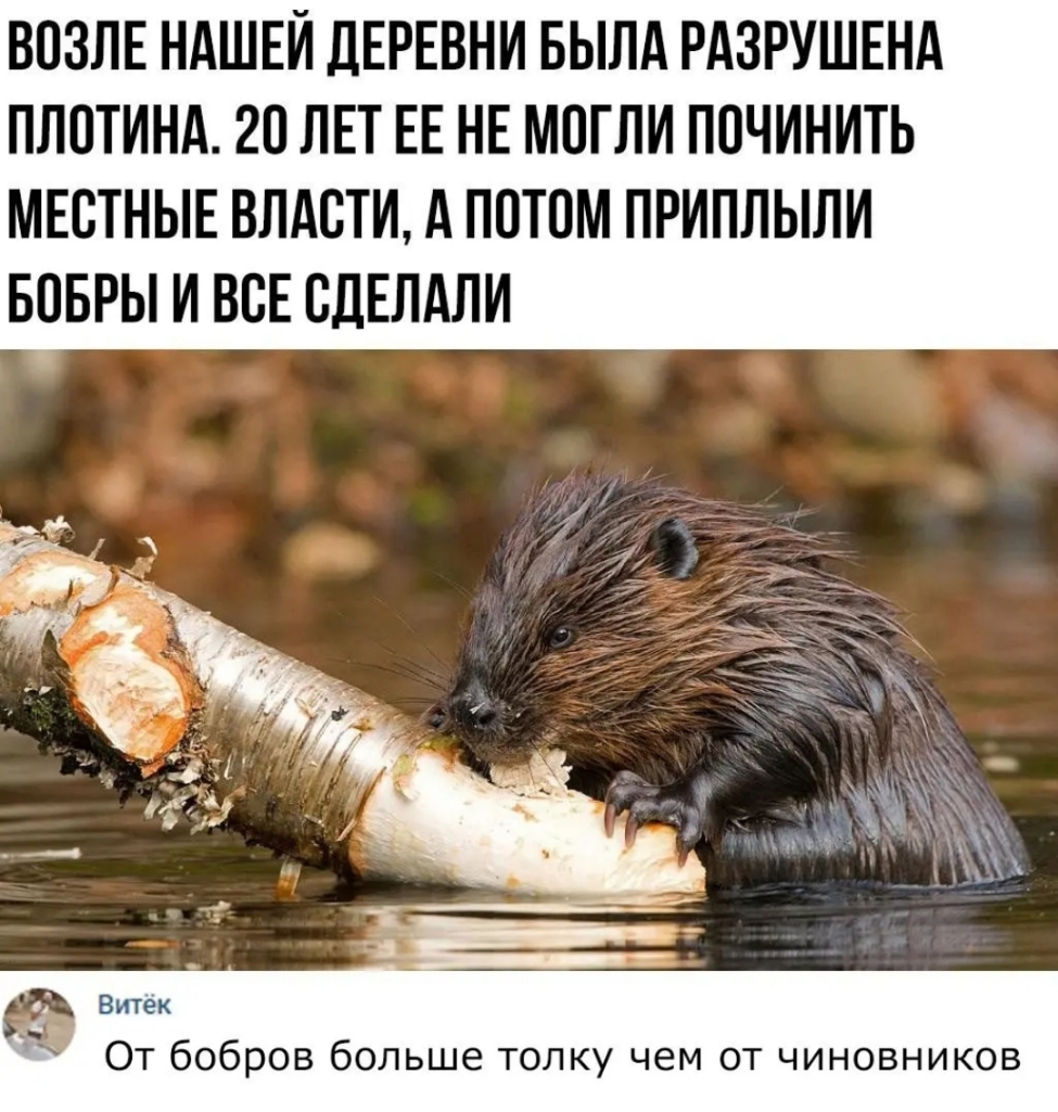 ВОЗЛЕ НАШЕЙ ДЕРЕВНИ БЫЛА РАЗРУШЕНА ЛЛОТИНА 2О ЛЕТ ЕЕ НЕ МОГЛИ ПОЧИНИТЬ МЕСТНЫЕ ВЛАСТИ А ПОТОМ ПРИПЛЫЛИ БОБРЫ И ВСЕ СДЕЛАЛИ итек ОТ бобров больше толку чем от чиновников