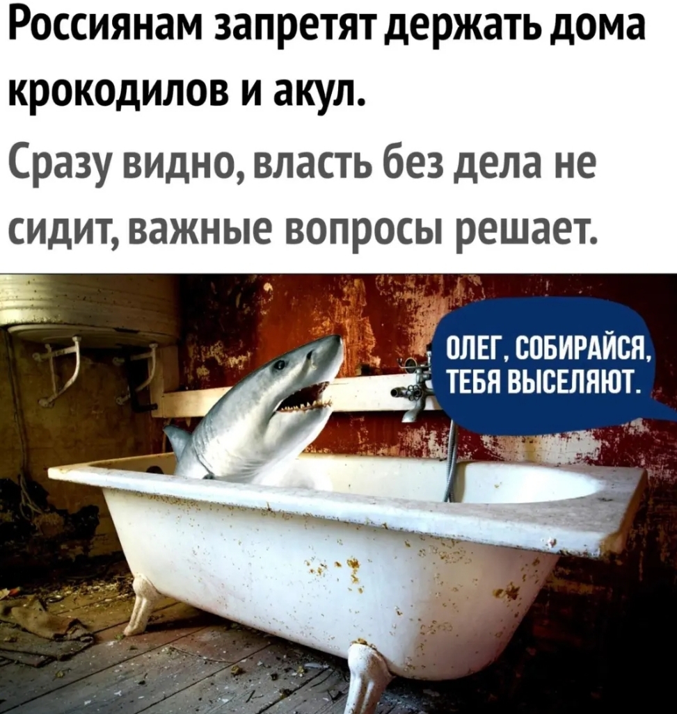 Россиянам запретят держать дома крокодилов и акул Сразу видно власть без дела не СИДИТ ВЭЖНЫЕ ВОПРОСЫ РЕШЭЕТ