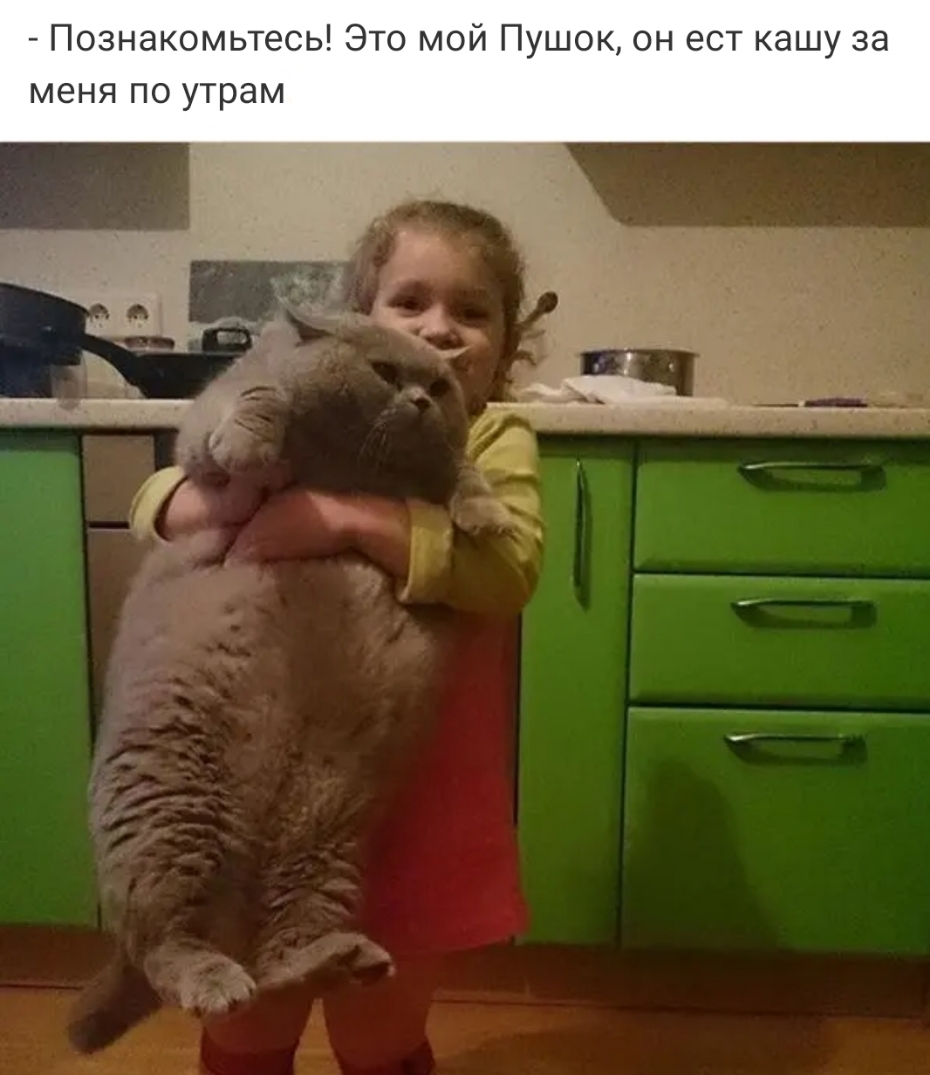 Познакомьтесь Это мой Пушок он ест кашу за меня по утрам __ ___
