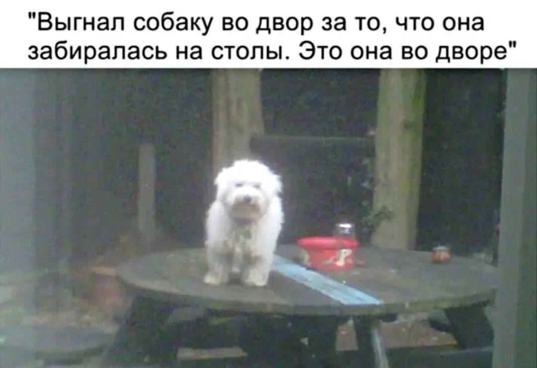 Выгнал собаку во двор за то что она забиралась на столы Это она во дворе