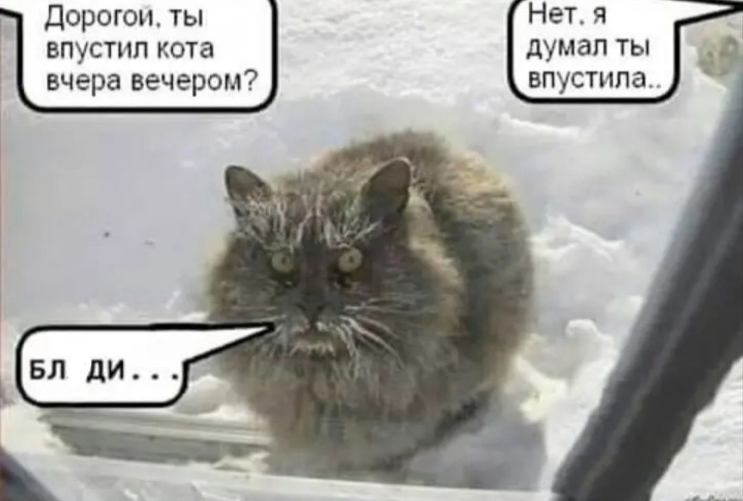 Нет я думал ты впустила Дорогои ты впустип кота вчера вечером