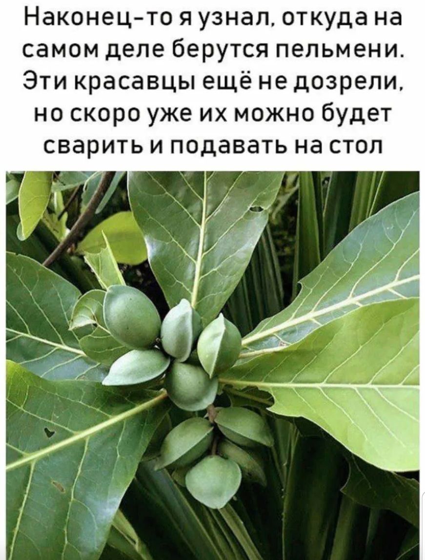 Наконецто я узнал откуда на самом деле берутся пельмени Эти красавцы ещё не дозрели но скоро уже их можно будет сварить и подавать на стол