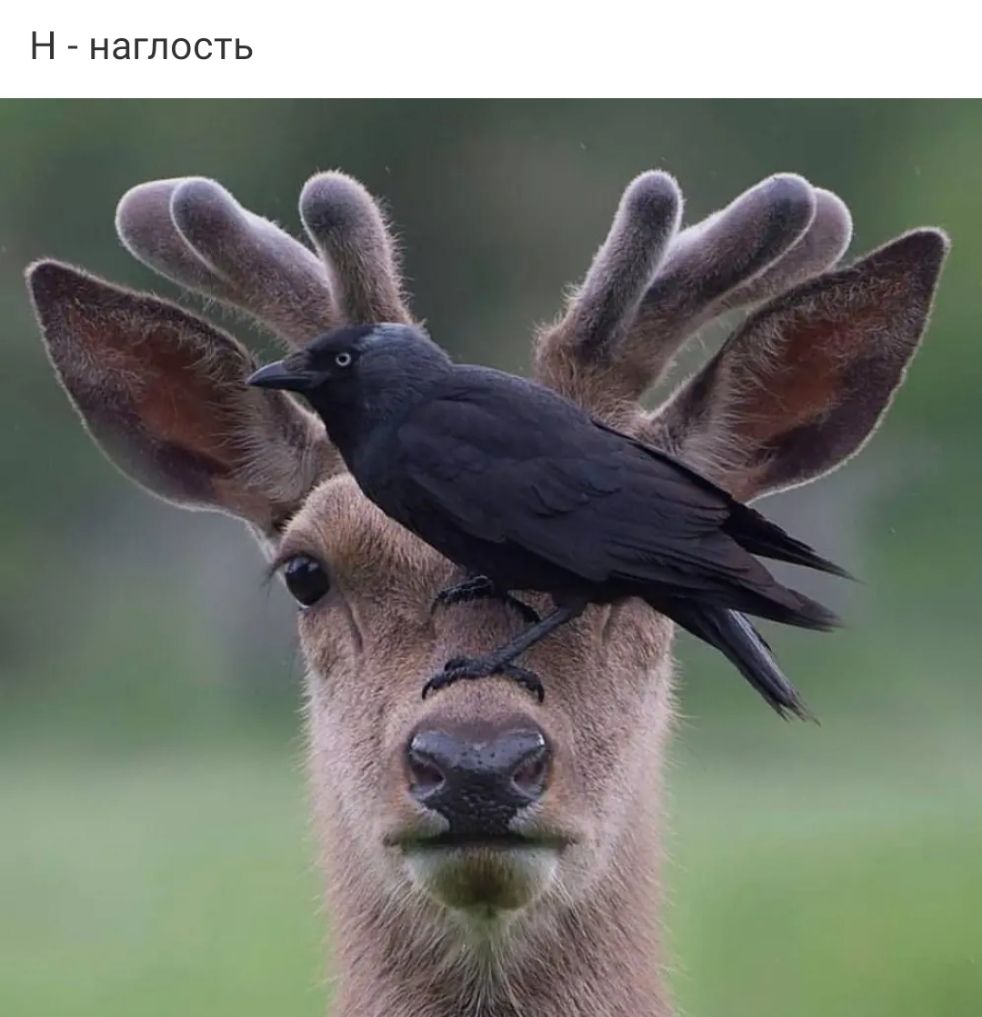 Н наглость