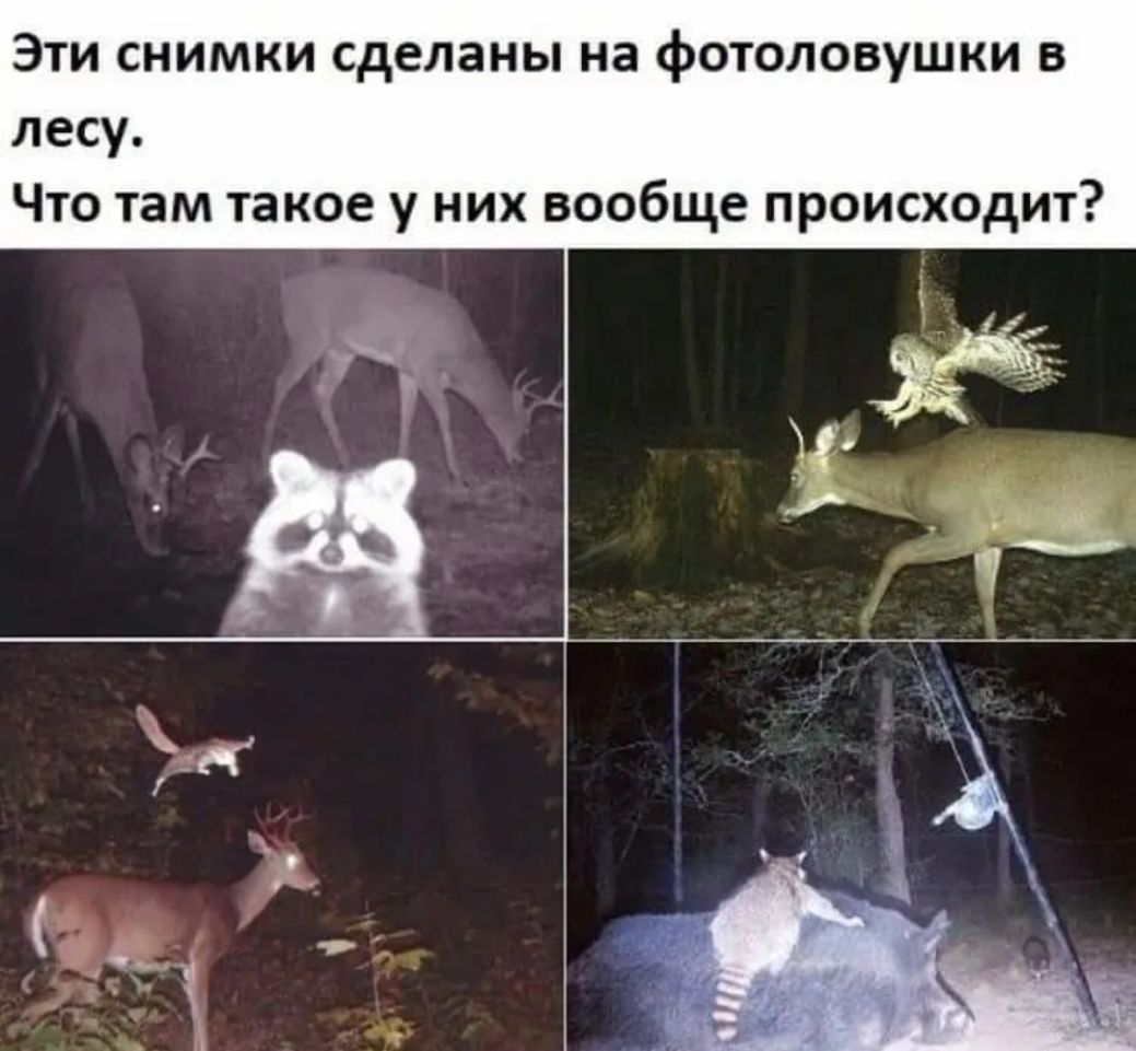 Эти снимки сделаны на фотоловушки в лесу Что там такое у них вообще происходит