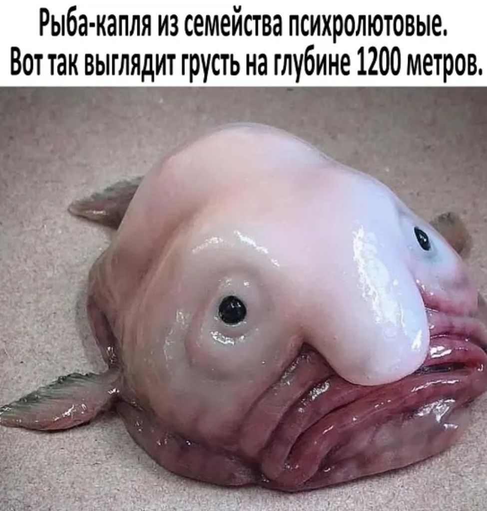 Рыба капля из семейства психролютовые Вот так выглядит грусть на глубине 1200 метров