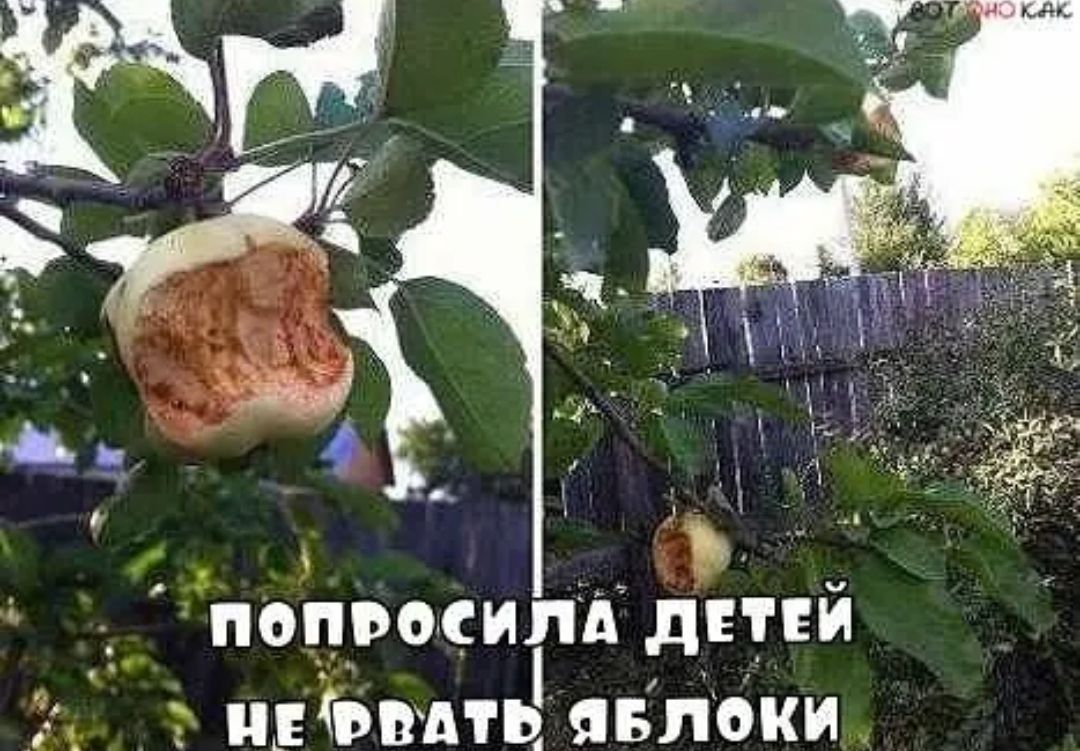 _ попросигд детей 31 прыть явлоки