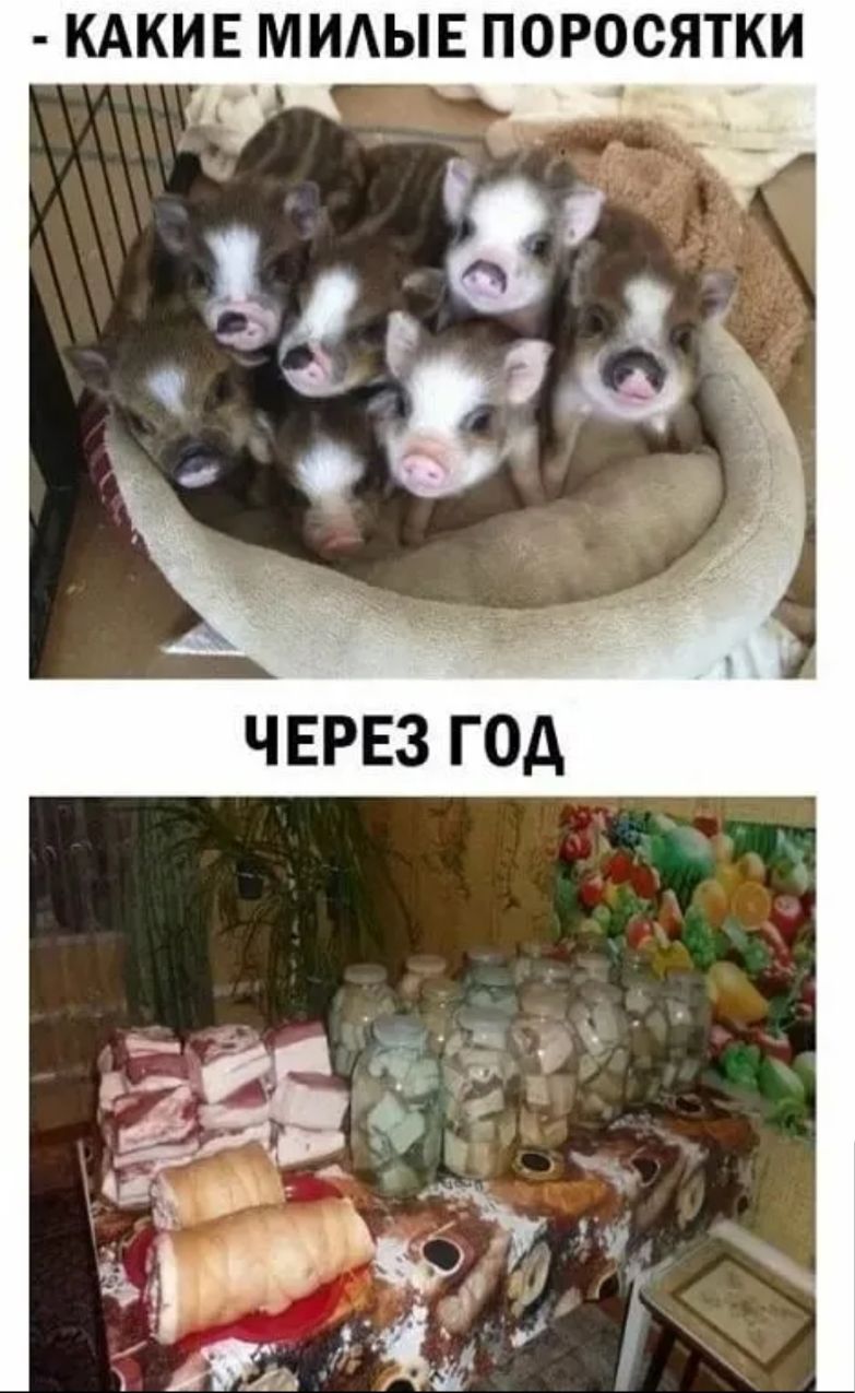КАКИЕ МИАЫЕ ПОРОСЯТКИ