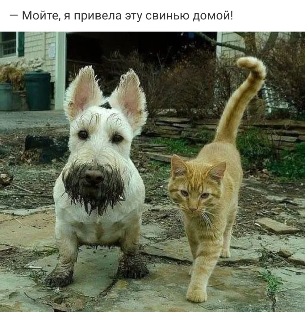 Мойте я привела эту свинью домой