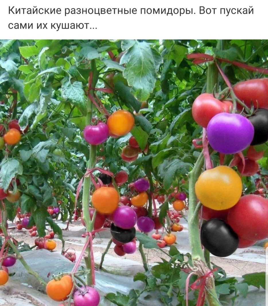 Китайские разноцветные помидоры Вот пускай сами их кушают