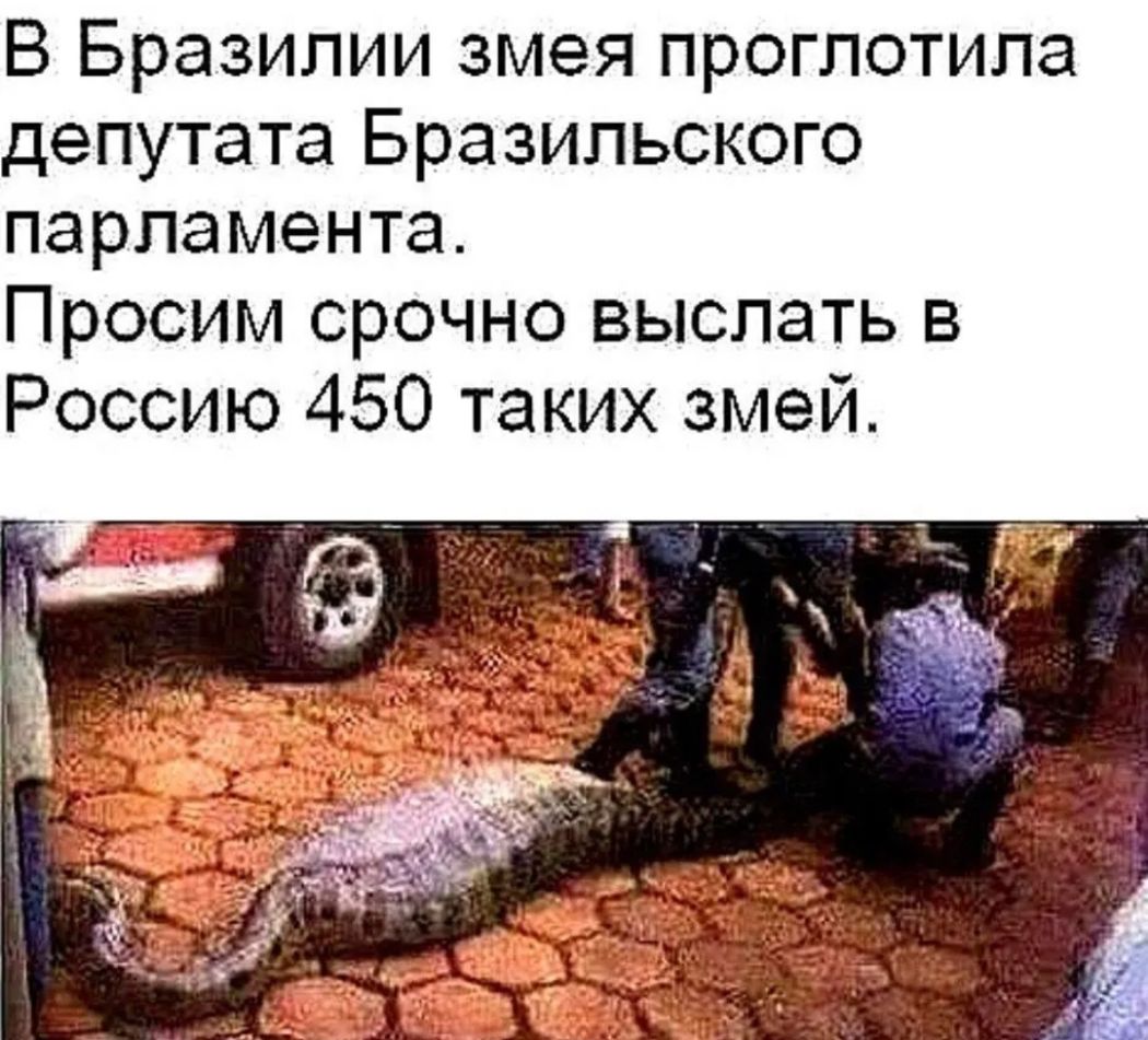 В Бразилии змея проглотила депутата Бразильского парламента Просим срочно выслать в Россию 450 таких змей
