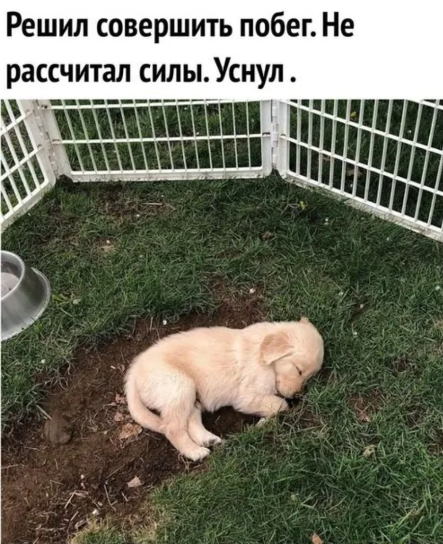Решил совершить побег Не рассчитал силыУснул