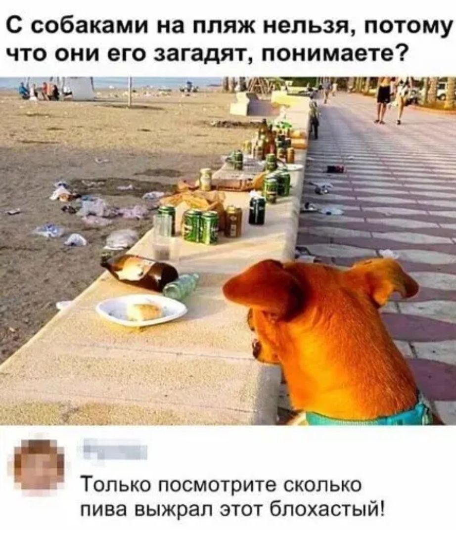С собаками на пляж нельзя потому что они его загадят понимаете _ д и 3 Только посмотрите сколько пива выжрал этот блохастый
