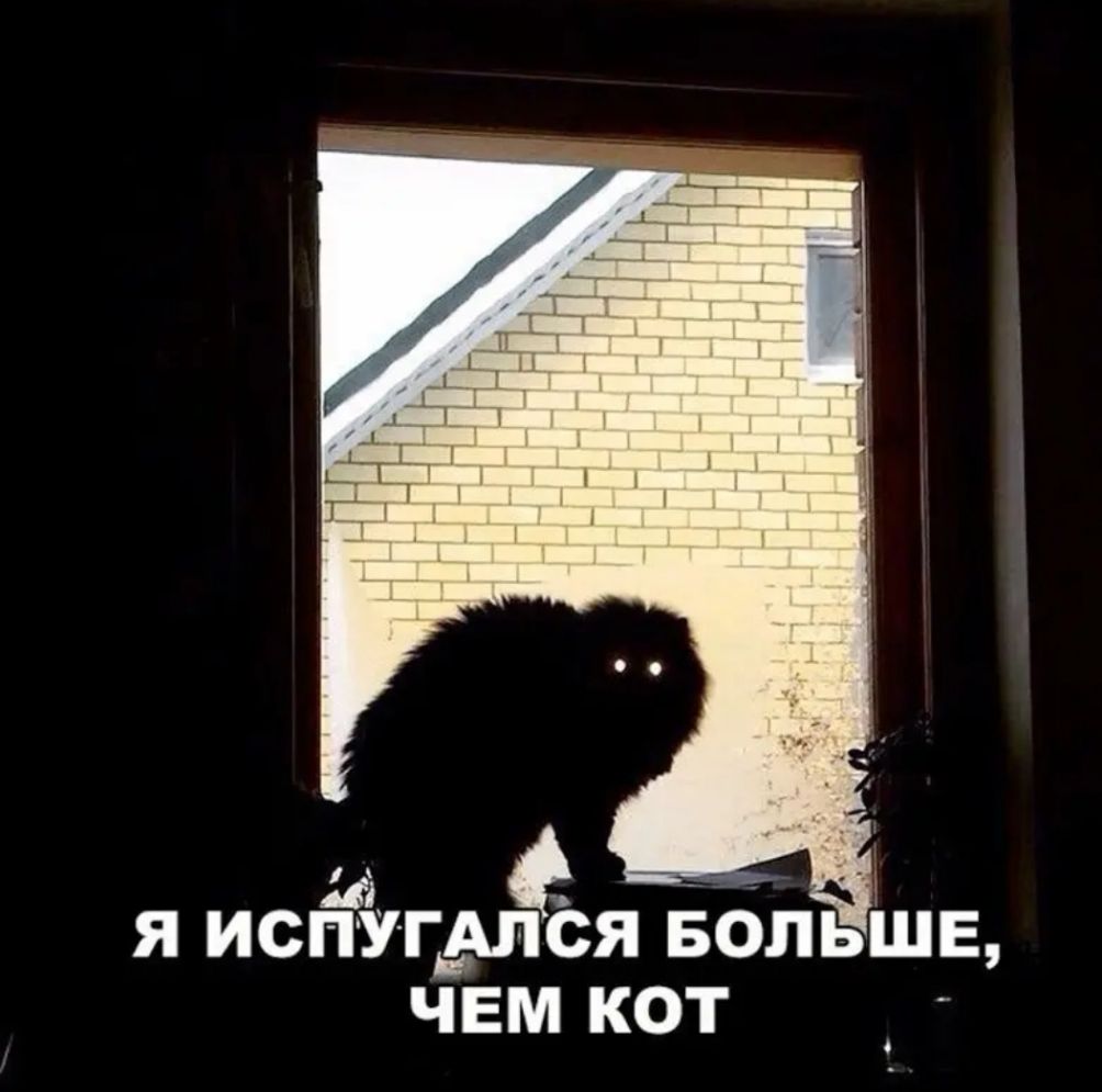 Я ИСПУГАЛСЯ БОЛЬШЕ ЧЕМ КОТ