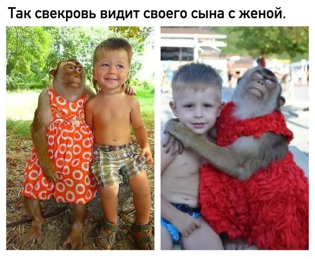 Так СВЕКРОВЬ ВИДИТ СВОЕГО СЫНЗ С женой