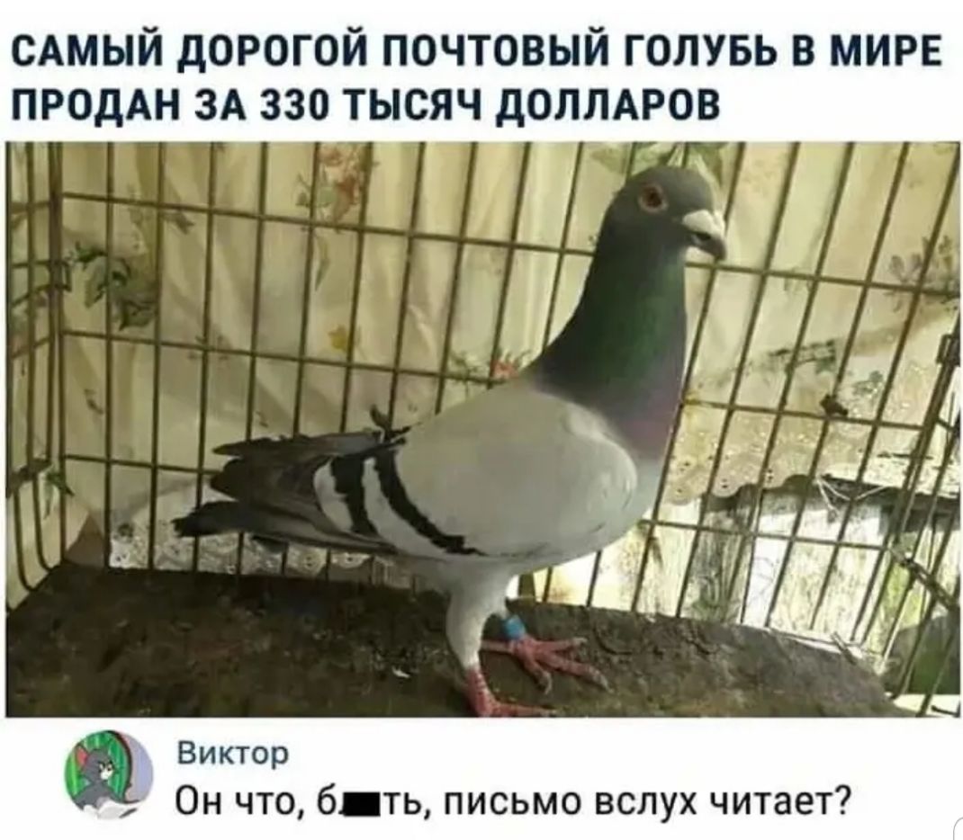 сдмый дорогой почтовый голувь в мире ПРОдАН ЗА 330 тысяч доллдров Виктор Он что 6 ть письмо вслух читает