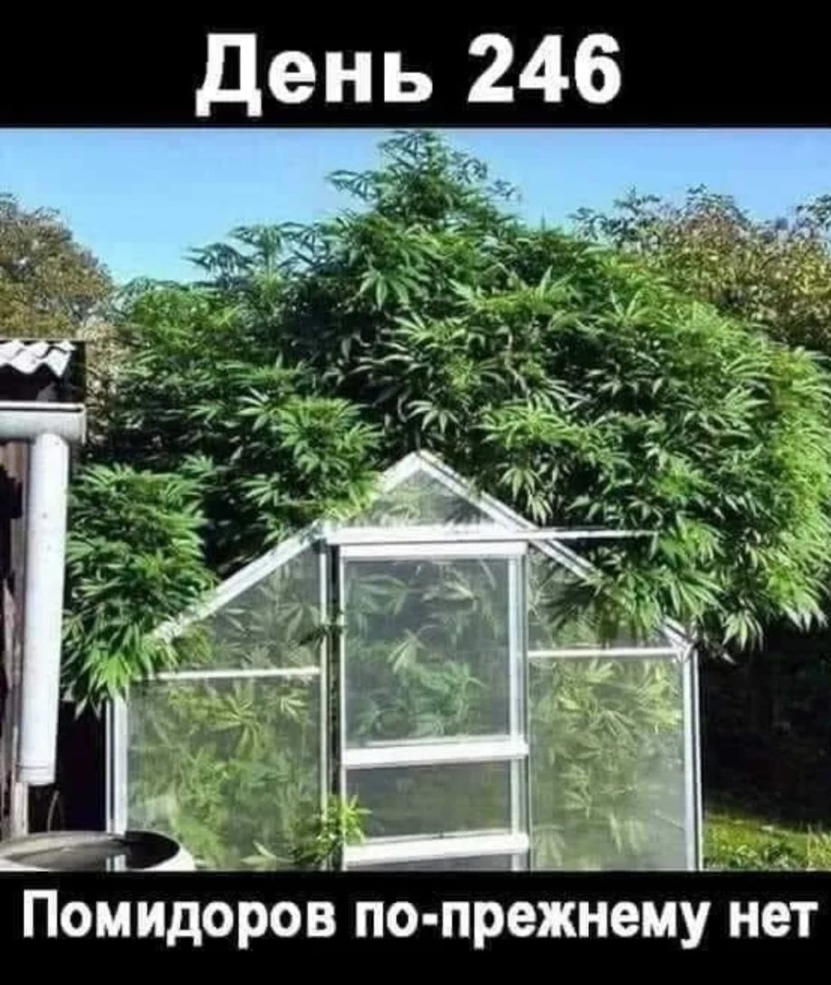 ПомидороБ по пріежнему нет