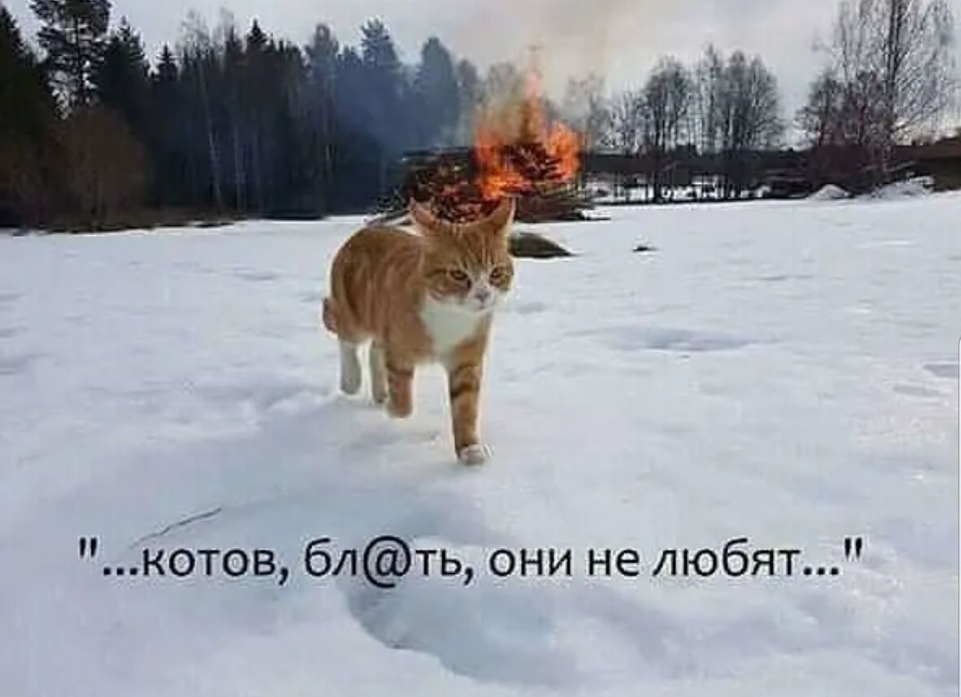 Котов блТь они не любят
