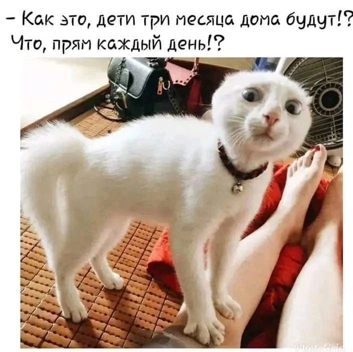 Как это дети три месяца дома бчдчті Что прям каждый день
