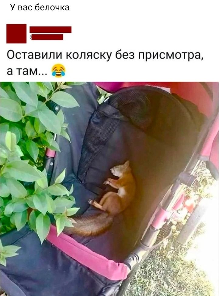 У вас белочка Оставили коляску без присмотра