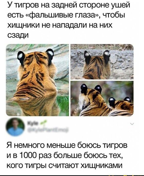 У тигров на задней стороне ушей есть фальшивые глаза чтобы хищники не нападали на них Я немного меньше боюсь тигров и в 1000 раз больше боюсь тех кого тигры считают хищниками