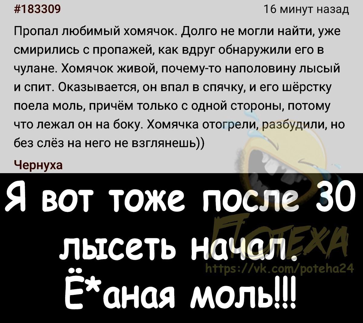 53309 мин7 назад Пропал любимый хомячок Долго не могли найти уже смирились с пропежей как вдруг обнаружили его в чулане Хомячок живой почему то наполовину лысый и спит Оказывается он впал в спячку и его шерстку поела мо причем только с одной стороны потому что пежап он на боку Хомячка отагрепи разбудили на без слез на него не взглянешь Чернуха Я вот тоже после 30 лысеть начал Еаноя моль