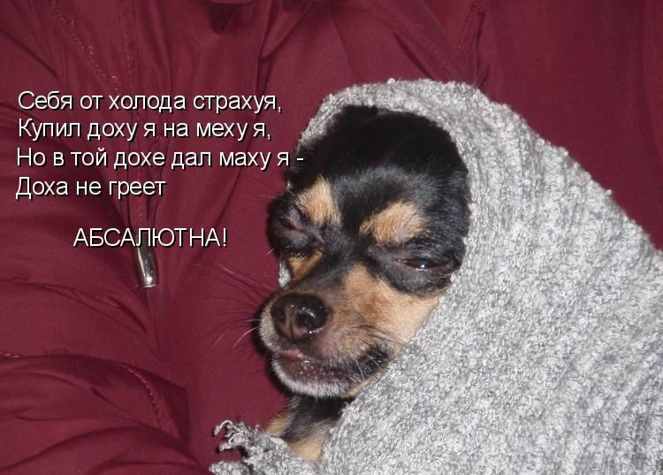 Себя от холода страхуя Купип доху я на меху Я Но в той дохе дап маху я Доха не греет АБСАЧЮТНА