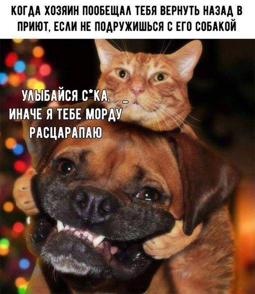 КПГАА ХПЗЯИН ППОБЕЩМ ТЕБЯ ВЕРНУТЬ НАЗАД ПРИЮТ ЕСЛИ НЕ ППАРУЖИШЬБЯ В ЕП СОБАКПИ г _ _ вдися иидчв и тввн морд _ мсцтпт 113 _
